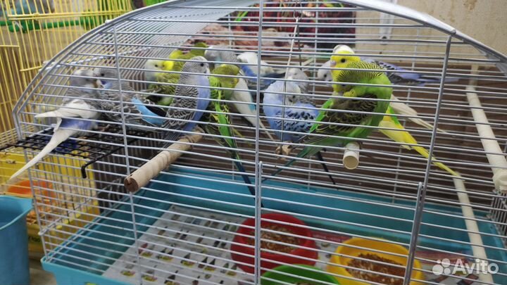 Волнистые попугайчики