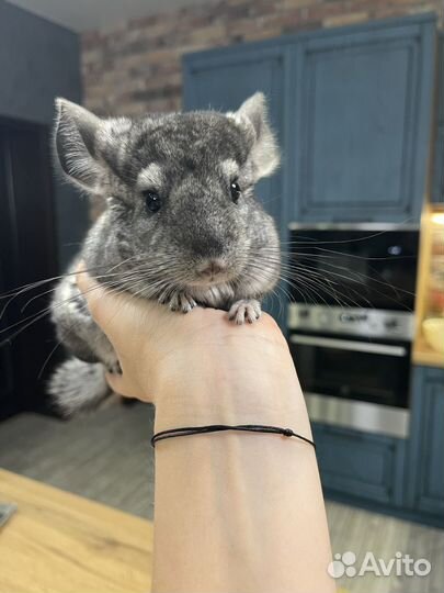 Шиншилла