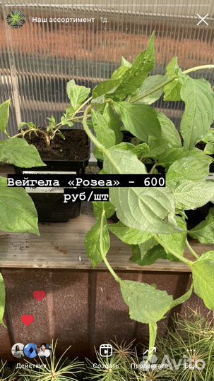 Декоративные садовые кустарники и хвойники