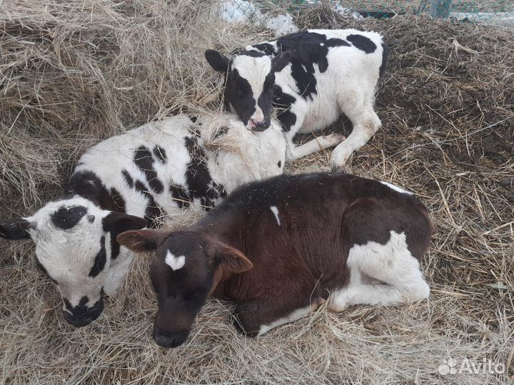 Крс хозяйстве