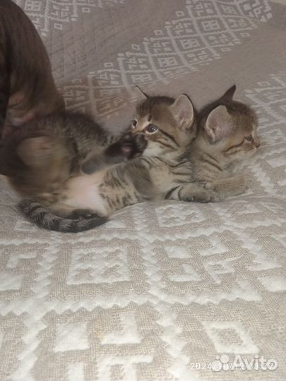 Домашние котята в добрые руки