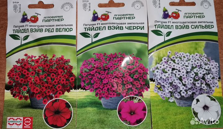 Петуния Тайдал, Изи Вейв, Опера, Шок Вейв