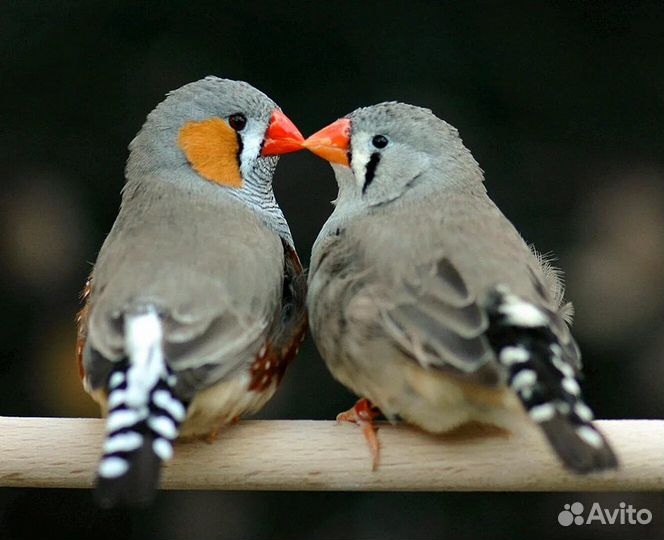 Зебровые амадины
