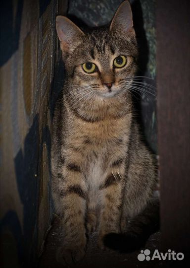 Кошечка в добрые руки
