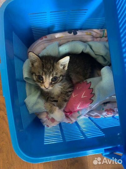 Отдам в хорошие руки котенка