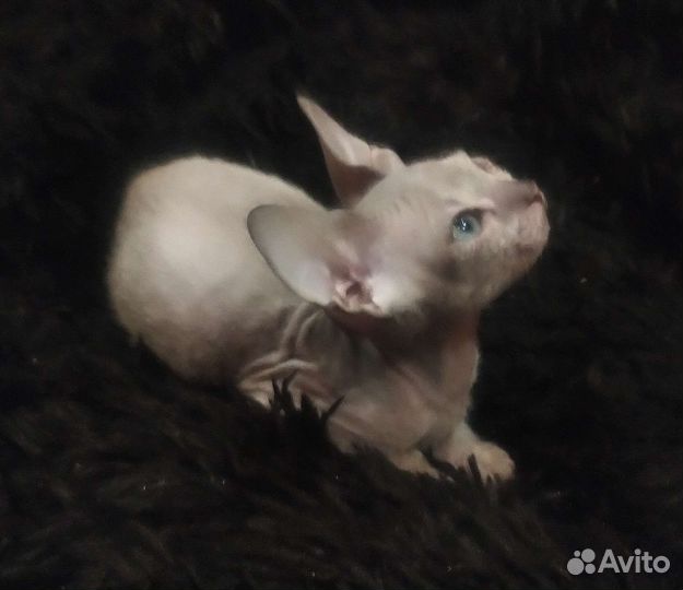 Канадский сфинкс котенок мальчик войлок