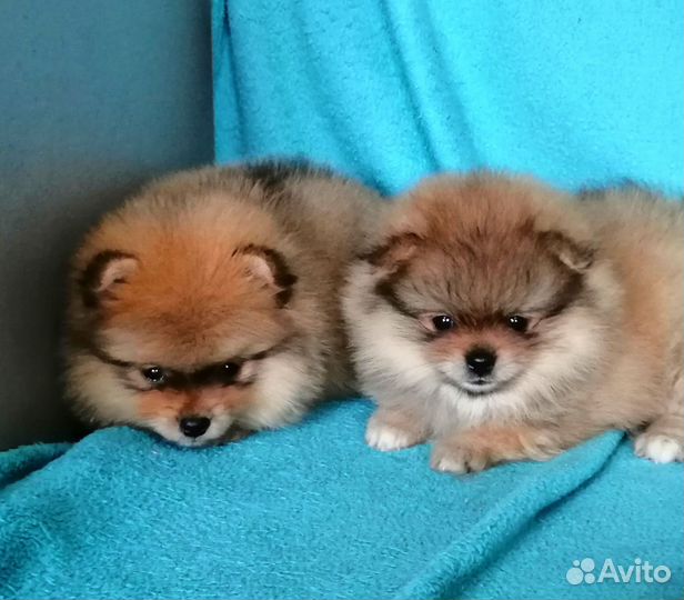 Щенки померашки
