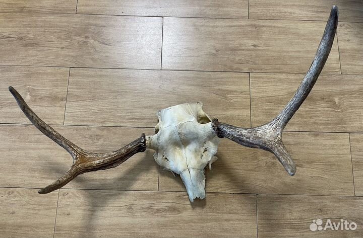 Рога лося на черепе