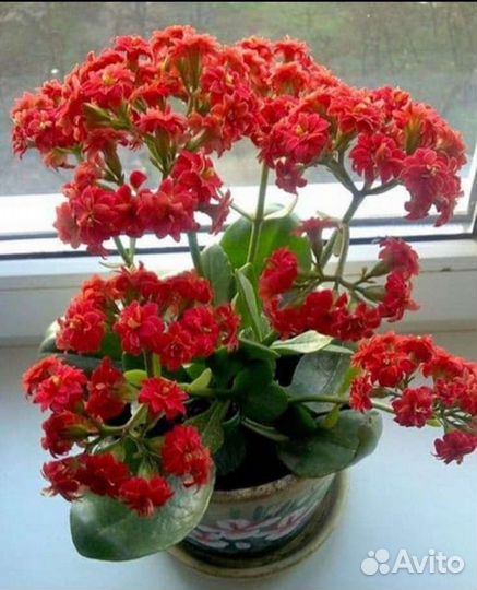 Каланхое, Сансевьерия -Лауреьи