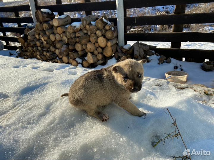 Продам щенков хаски