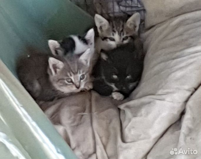 Котята в добрые руки