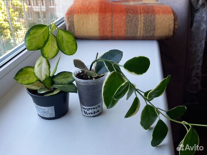 Комнатные растения