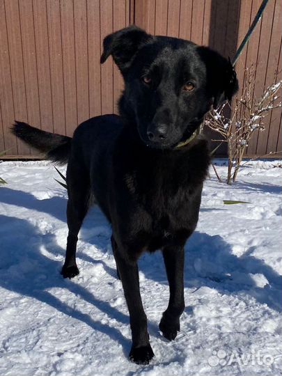 Собака в добрые руки