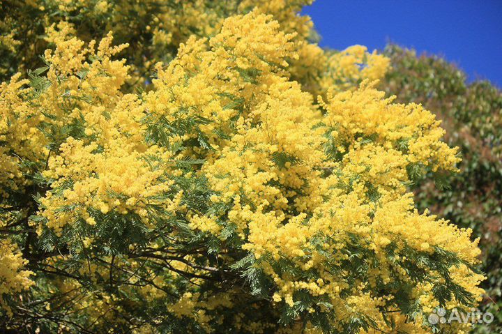 Акация серебристая (мимоза), семена