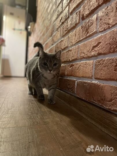 Кошка в дар