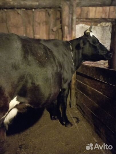 Коровы и бычок