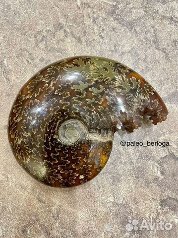 Аммонит (целый, полированный)