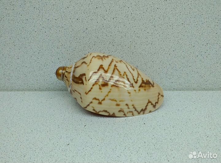 Валюта Нобилис 8,8 морская ракушка раковина