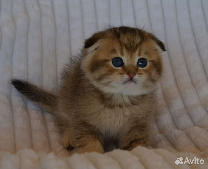 Породистые шотландские котята