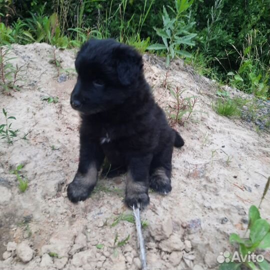 Щенки в поисках дома