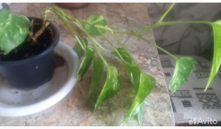 Комнатные растения