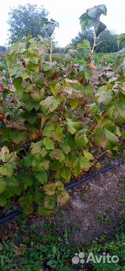 Саженцы черной смородины