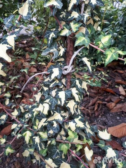 Цветы, кустарники и лианы