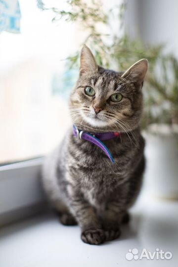Кошка в дар