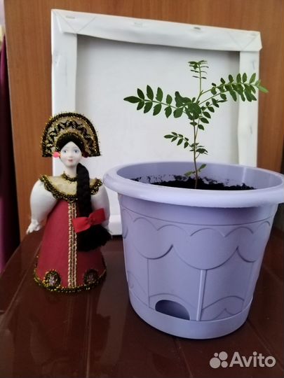 Жакарандамимозолистная