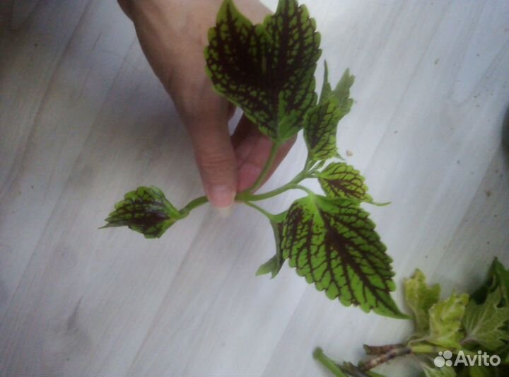 Комнатные цветы