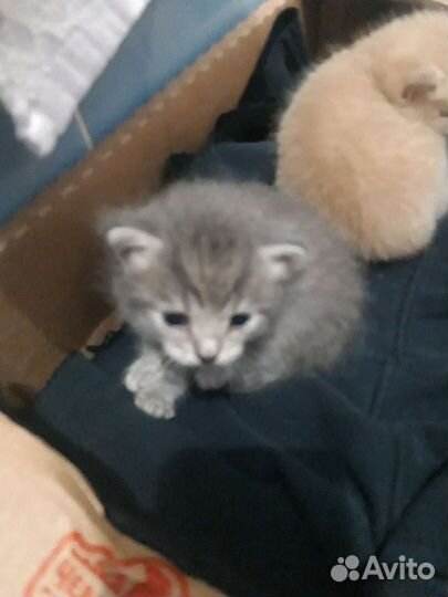 Кошка в дар бесплатно