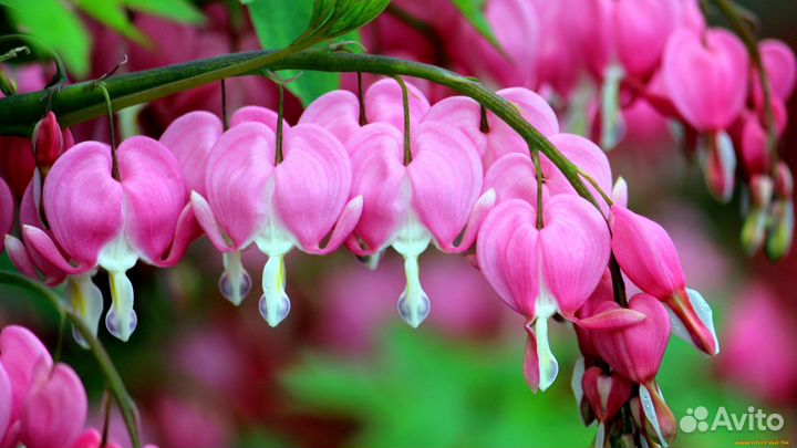 Дицентра великолепная зкс 7л 3года