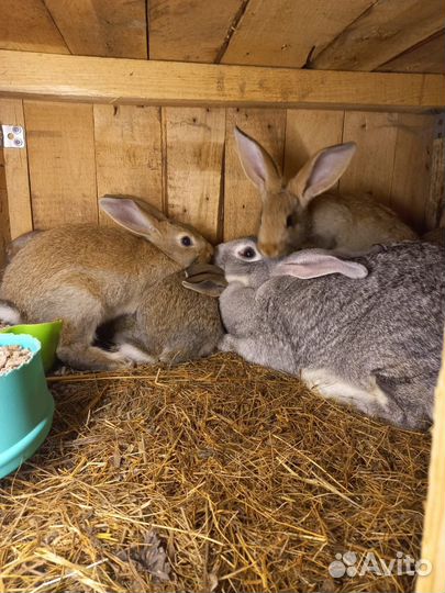 Кролик породы советская шиншила+серебро