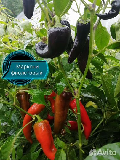 Перец сладкий и острый семена