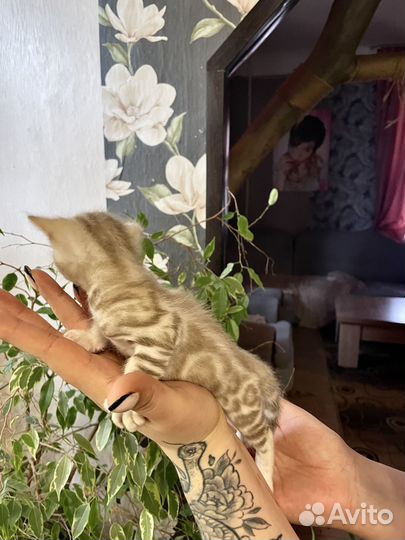 Бенгальская кошка