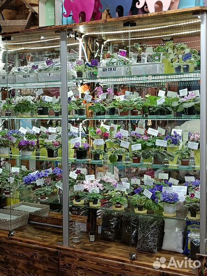 Сортовые фиалки