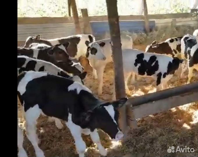 Бычки и телята