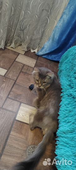 Отдам кота в добрые руки