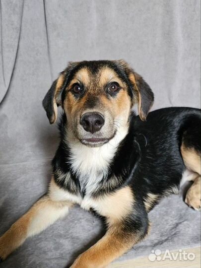 Щенок в добрые руки (девочка)