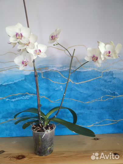 Орхидея фаленопсис Октопус