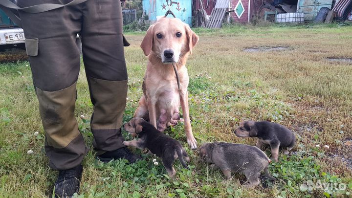 Охотничьи собаки щенки