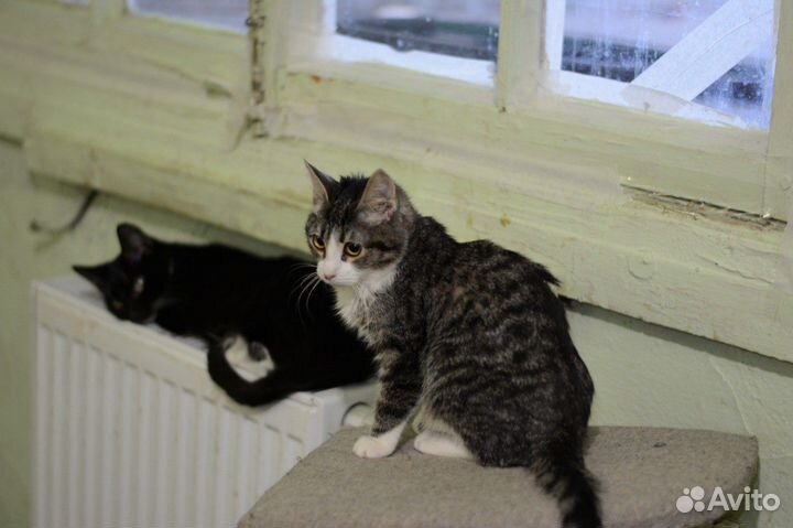 Спасите котенка