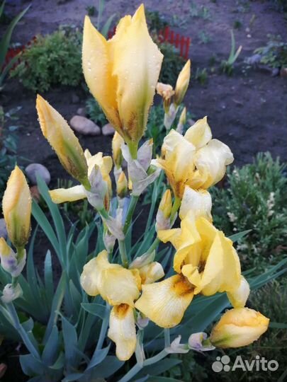 Садовые многолетние цветы