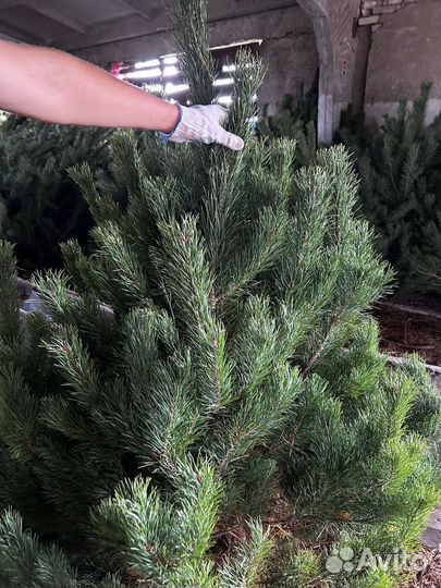 Елки (сосна) оптом