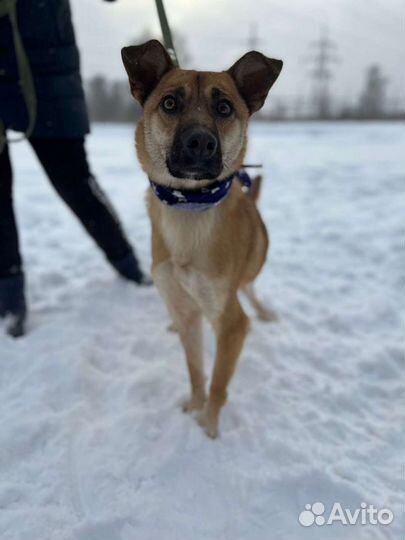 Никому не нужен без породы