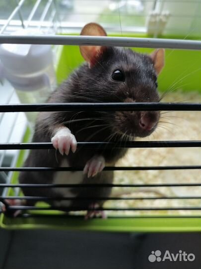 Крыса с клеткой