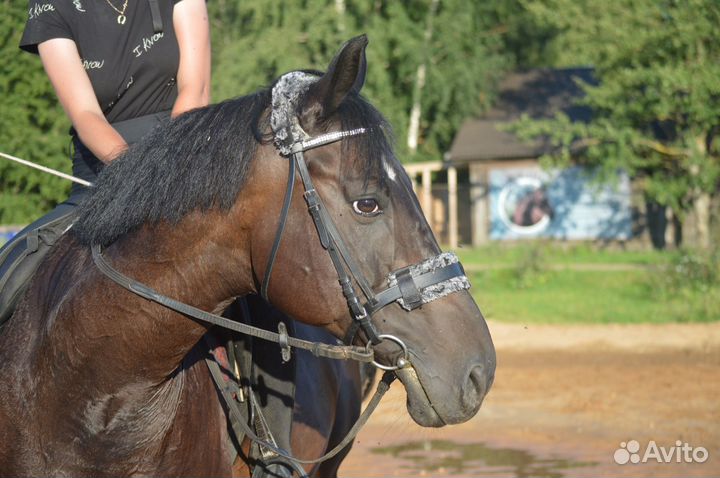 Оголовье для лошади, мартингал