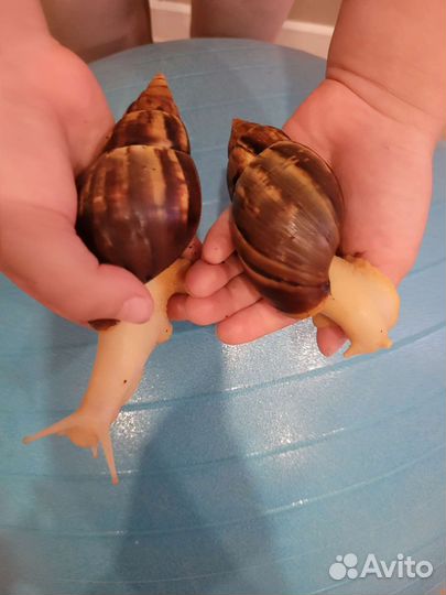 Улитки ахатины