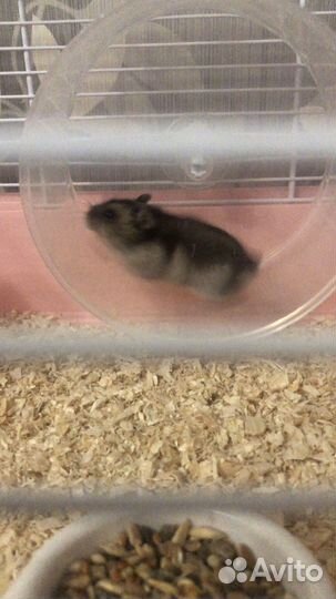 Клетка для хомяка