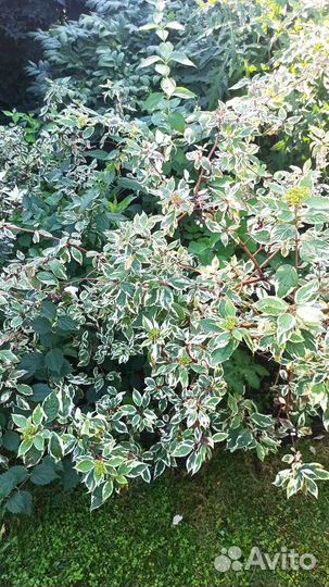 Декоративные кустарники, садовые растения